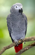 african grey parrot sitting on tree branch, africa african grey parrot sitting on tree branch, africa