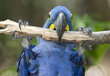 Hyacinth macaw playing in tree, pantanal, brazil Hyacinth macaw playing in tree, pantanal, brazil