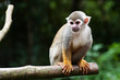 Affe