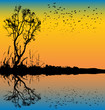 Home To Roost