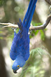 Hyacinth macaw playing in tree, pantanaal, brazil Hyacinth macaw playing in tree, pantanaal, brazil