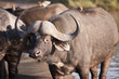 Buffalo in Sabi Sands Game Reserve