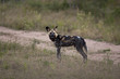 Wild dogs in South Africa