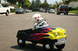 Fifi the Bichon Frise takes a ride in her hot rod
