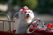 fifi the bichon frise as a Fire Dog mascot