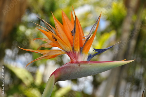 Foto: Paradiesvogelblume Strelitzia reginae Paradiesvogelblume Strelitzia reginae