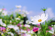 Cosmea 01