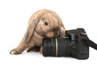 Dwarf rabbit with a digital SLR camera.