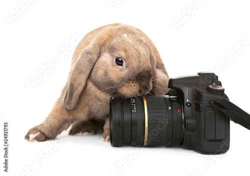 Photo: Dwarf rabbit with a digital SLR camera. Dwarf rabbit with a digital SLR camera.