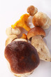 Pilz