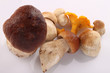 Pilz