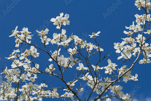 Photo: Dogwod Tree Blooms in the Spring Dogwod Tree Blooms in the Spring