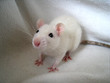 Ratte_7