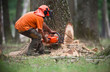 bûcheron coupe arbre abattage forêt préserver déforestation bûcheron coupe arbre abattage forêt préserver déforestation