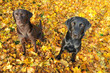 Herbst