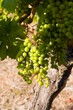 Raisins et pied de vigne Raisins et pied de vigne