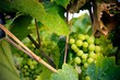 Dans la vigne Dans la vigne