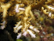 Close-up of "acropora cervicornis" staghorn coral