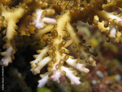 Photo: Close-up of "acropora cervicornis" staghorn coral Close-up of "acropora cervicornis" staghorn coral