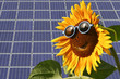 Solar moduls and sunflower Solar moduls and sunflower