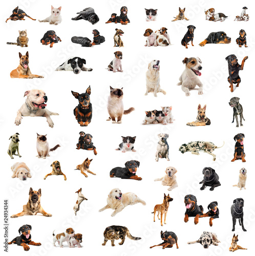 Photo: chiens et chats chiens et chats