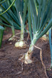Organically grown onions Organically grown onions