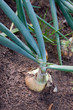 Organically grown onions Organically grown onions