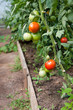 Organically grown tomatoes Organically grown tomatoes