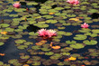 Rosa Seerosen - Rosa Seerosen -