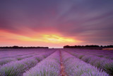 Lavender sunset - Fine Art prints