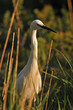 Aigrette