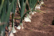 Organically grown onions Organically grown onions
