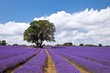 Beautiful lavender field in the summer