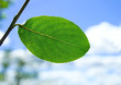 Green leafe in sunny day. Green leafe in sunny day.
