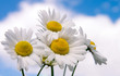 Camomile flowers on wide field Camomile flowers on wide field