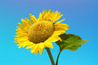 Sunny sunflovers in clear day Sunny sunflovers in clear day