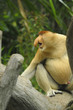 The proboscis monkey