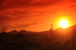 Desert Sunset