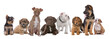 large group of puppies large group of puppies