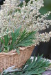 Gemeiner Beifuß (Artemisia vulgaris ) Heilpflanze
