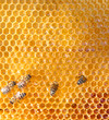 honey comb and a bee working