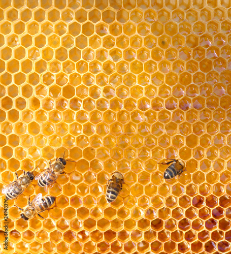 Photo: honey comb and a bee working honey comb and a bee working