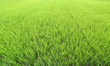 Green Fields Philippines