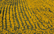 sunflowers field
