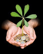 Palms with a tree growng from pile of coins
