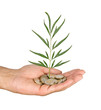 Palm with a tree growng from pile of coins
