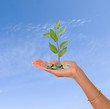 Palm with a tree growng from pile of coins