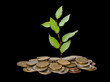 Tree seedling  growing from pile of coins