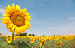 El sol de la tierra