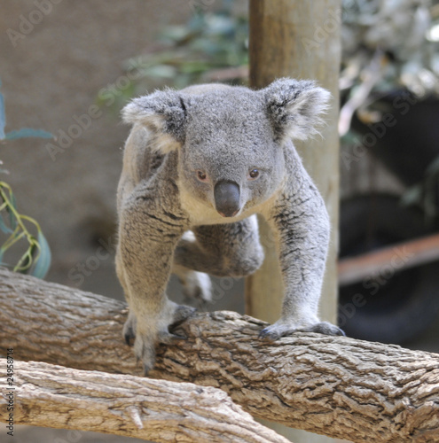 Foto: Small Koala on Tree Branch Small Koala on Tree Branch